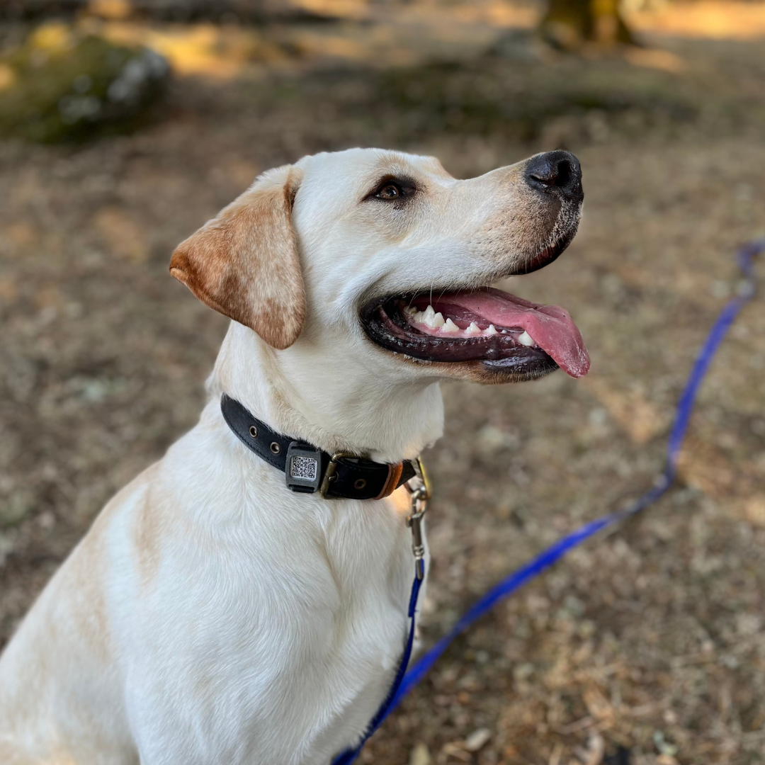 Targhetta in PA-12 con QR per cani e gatti con libretto sanitario digitale e sistema anti smarrimento | OrmaTAG